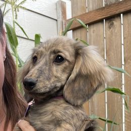 Dachshund Puppies from Temple’s Doxies