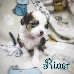 Chihuahua and Chinese Crested Puppies from Western Kentucky Chihuahua’s and Chinese Crested’s