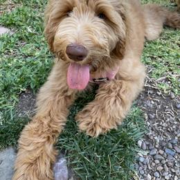 Goldendoodle Puppies from Lundee Doodles