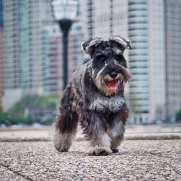 Miniature Schnauzer All Grown Up from Sumerwynd Miniature Schnauzers