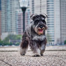 Miniature Schnauzer All Grown Up from Sumerwynd Miniature Schnauzers