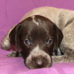 German Shorthaired Pointer Puppies from GLC Pointers
