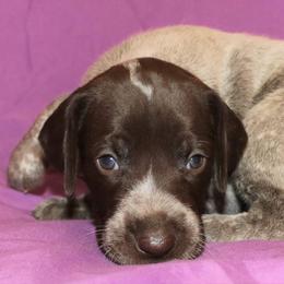 German Shorthaired Pointer Puppies from GLC Pointers