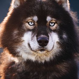 Siberian Huskies from Cascade Siberians