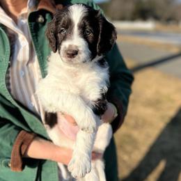Chestnut - Parti female Goldendoodle puppy in Lancaster, Pennsylvania from Doodles in the Skye