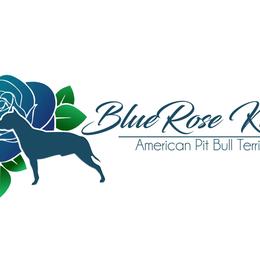 American Pit Bull Terriers from BlueRose Kennel