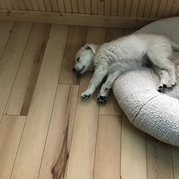 Golden Retriever Puppies from Snow Walker Goldens