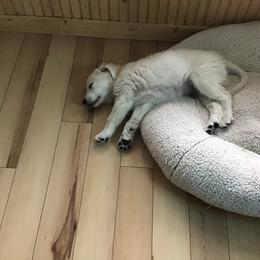 Golden Retriever Puppies from Snow Walker Goldens