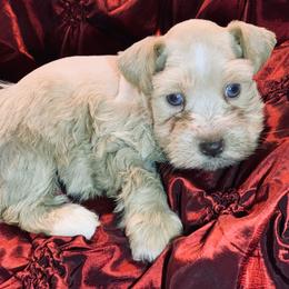 Frankie Blue Eyes - Parti male Miniature Schnauzer puppy in Kentucky from Mrs Bs Teeny Schnauzers & Doodles