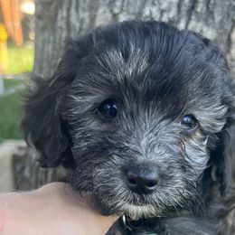 Girl 2 - Black and white Aussiedoodle puppy in Sandy, Oregon from MC Doodles