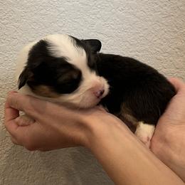 Denim - Black and tan male Pembroke Welsh Corgi puppy in Waco, Texas from The Comma Corgis