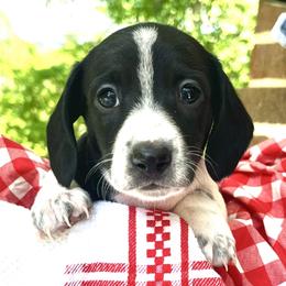 Rocco AKC - Piebald male Dachshund puppy in Hendersonville, North Carolina from Snarky Doxy Miniature Dachshunds
