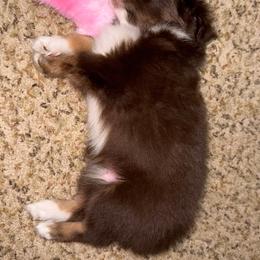 Roper - Red tri male Toy Australian Shepherd puppy in Huffman, Texas from Harper Cowboy VonBrunow