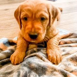 Golden Retriever and Labrador Retriever Puppies from All Around Retrievers LLC