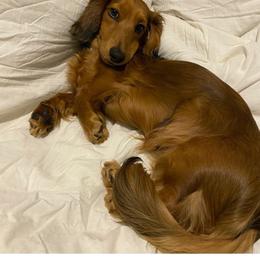 Dachshund All Grown Up from Ruff Life Dachshunds