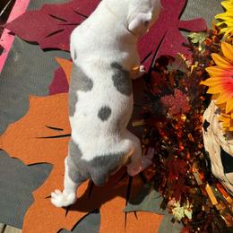 Male 5 - White male American Staffordshire Terrier puppy in Roseburg, Oregon from Bold & Beautiful Amstaffs