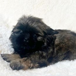 AKC Aussie - Red and tan female Shih Tzu puppy in Greenville, South Carolina from Babyface Shih Tzu