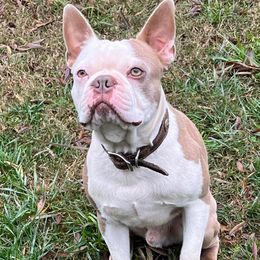 Gator - Boston Terrier