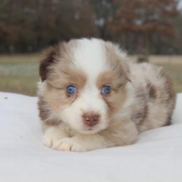 Lady - Red merle female Australian Shepherd puppy in Star City, Arkansas from Blush & Lace Aussie Co.