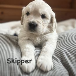 Skipper - Light golden male Golden Retriever puppy in Allendale, Michigan from Teresa Stevens