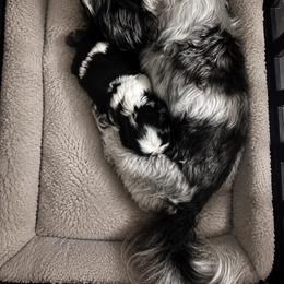 Shih Tzu All Grown Up from Ju’Little Shih Tzu