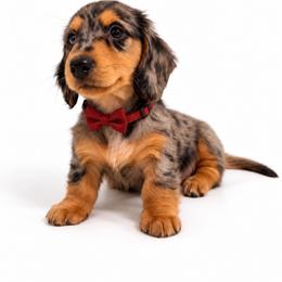 Rocco - Dapple male Dachshund puppy in Illinois from William Rotsaert