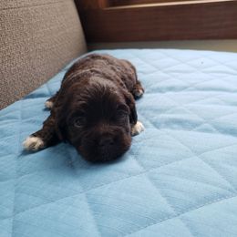Girl2 - Chocolate Havanese puppy in Batesville, Arkansas from Hillbilly Havanese