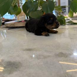 Black and tan female 2 - Black and tan female Dachshund puppy in Apopka, Florida from The HotDog Stand
