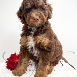 Harvest - Tri-color male Bernedoodle puppy in Baroda, Michigan from Great Lakes Bernedoodles