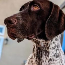 Morgan Timber - White and liver female German Shorthaired Pointer puppy in Banning, California from ⭐🦆 So Cal on Point GSP'S🇺🇲🇩🇪 lg