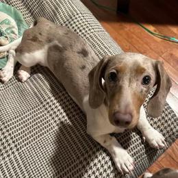 Luna - Dachshund