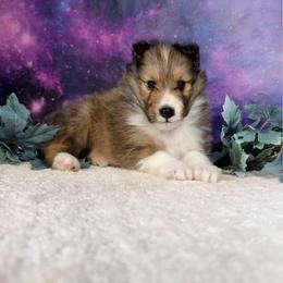 Lil Red - Sable and white male Shetland Sheepdog puppy in Elk, Washington from Asgard Shetland Sheepdogs
