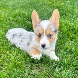 Boy 3 - Blue merle and white American Corgi puppy in Oxford, Iowa from Burns Corgis