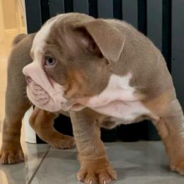 Kane - Fallow male Bulldog puppy in Las Vegas, Nevada from Let it Ride Bulldogs