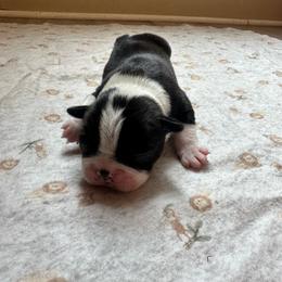 Red collar - Black and white female Boston Terrier puppy in Winnie, Texas from Tina Terry's Boston Terriers