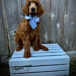 Forky - Red  male Poodle puppy in Houston, Texas from McEnery Standard Poodles