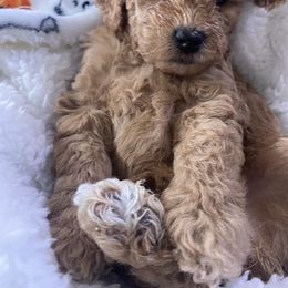 Maltipoo Puppies from Third Coast Maltipoos