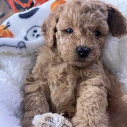 Maltipoo Puppies from Third Coast Maltipoos