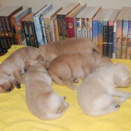 Golden Retriever Puppies from High Plains Goldens