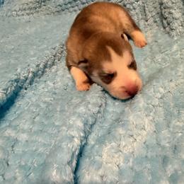 Boy 1 - Red and white male Siberian Husky puppy in Westfield, Vermont from Snowdancer Kennels, Reg