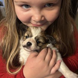 Jolene - White and sable female Papillon puppy in Spartanburg, South Carolina from Sassy Pap Farms