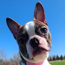 Oakley - Boston Terrier