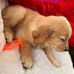 Golden Retriever Puppies from American True Golden retriever