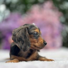 Lorelei - Dapple female Dachshund puppy in Lakeland, Florida from Elite Doxies Florida