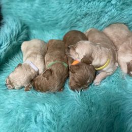Goldendoodle and Poodle Puppies from Bracha Poodles & Doodles