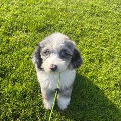 Cavapoo, Double Doodle, and Pomeranian Puppies from T Sanctum