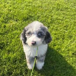 Cavapoo, Double Doodle, and Pomeranian Puppies from T Sanctum