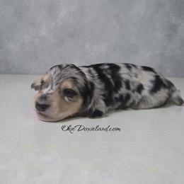 Crow - Black and cream male Dachshund puppy in Oklahoma City, Oklahoma from OkieDoxieland Dachshunds