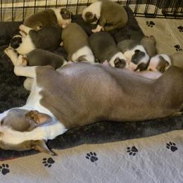 Boston Terrier Puppies from Celtic Kennel Bostons