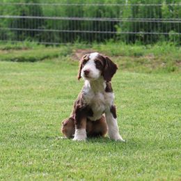 Jellybean - Tri-color female Bernedoodle puppy in Honey Brook, Pennsylvania from Green Ridge Puppies